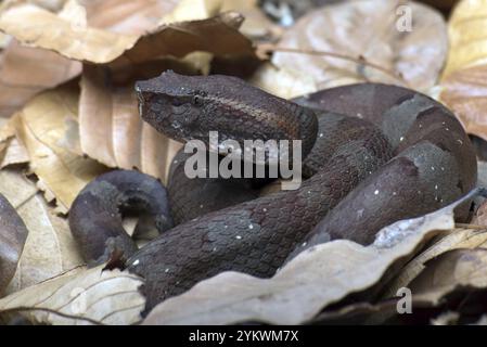 Flat nose pit viper hiding inside a leaves Stock Photo