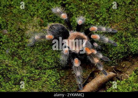 Mexican red knee tarantula view from the top Stock Photo