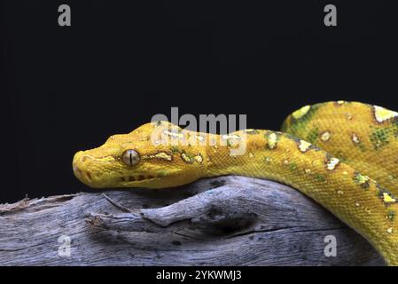 Green tree phyton coiled around a tree branch Stock Photo