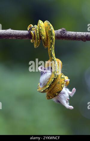 Python catch a prey on a tree Stock Photo
