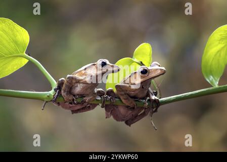 Javan tree frogs on a tree Stock Photo