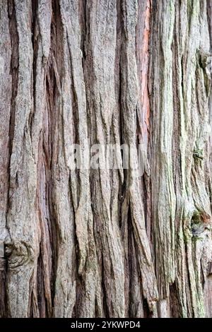 Close up tree bark. Natural texture, pattern. Bark tissue. Wallpaper. Wood. Vertical photo. No people, nobody. Stock Photo