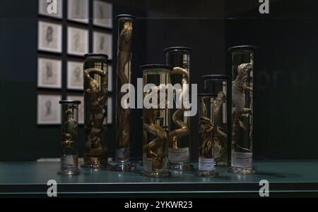 A picture of multiple animal vials on display at the Rijksmuseum, as part of the Creepy Crawlies exhibition Stock Photo