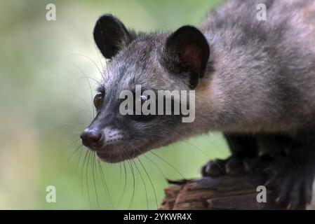 Close up photo of asian palm civet Stock Photo