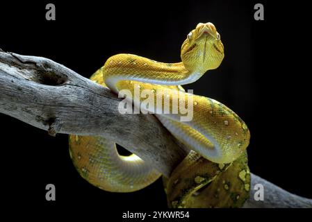 Green tree phyton coiled around a tree branch Stock Photo