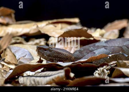 Flat nose pit viper hiding inside a leaves Stock Photo