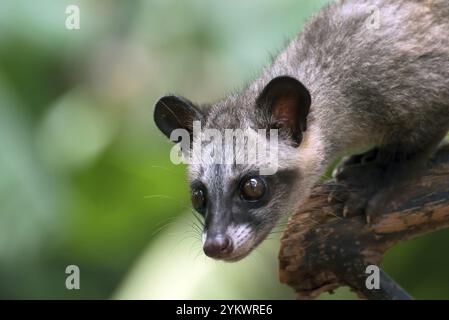Close up photo of asian palm civet Stock Photo