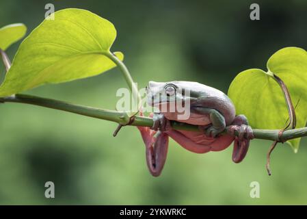 Dumpy frog on a tree branch Stock Photo