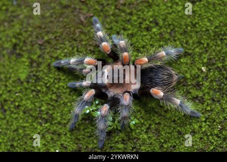 Mexican red knee tarantula view from the top Stock Photo