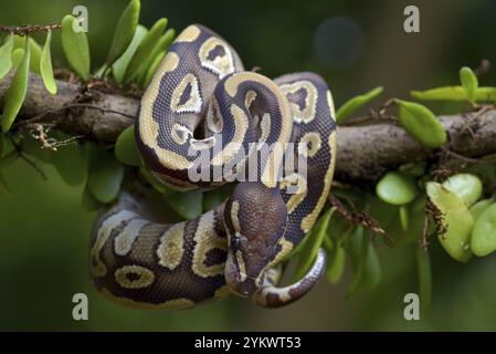 Ball python on a tree Stock Photo
