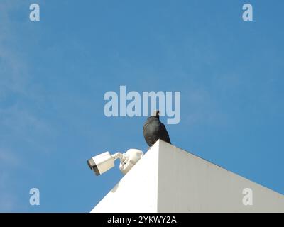 CCTV camera on corner of white roof with pigeon sitting next to it against clear blue sky, concept of security and surveillance of people involving Stock Photo