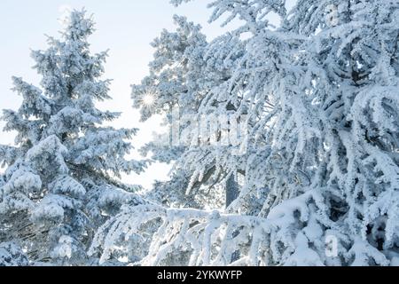 Snow covered trees. Winter forest. Stock Photo