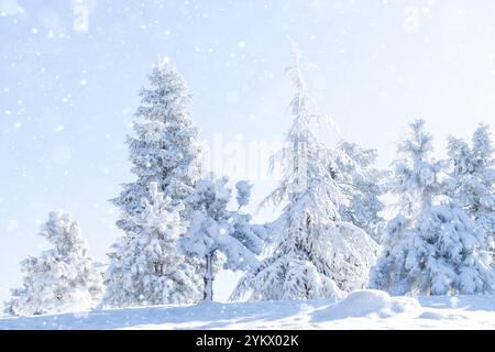 Snow covered trees. Winter forest. Stock Photo