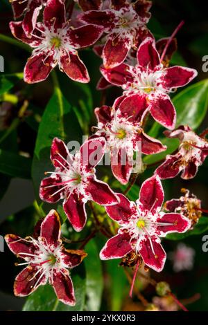 Mountain Laurel  Kalmia latifolia 'Galaxy' red star flowers in full bloom Stock Photo