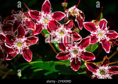 Mountain Laurel  Kalmia latifolia 'Galaxy' Stock Photo