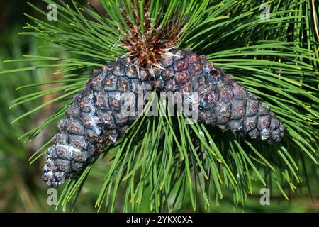 Bosnian Pine Heldreich's Pine Cones  Pinus heldreichii syn.Pinus leucodermis Stock Photo
