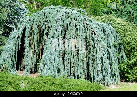 Blue Atlas Cedar tree Cedrus atlantica 'Glauca Pendula' weeping branches, old cedar in garden Stock Photo