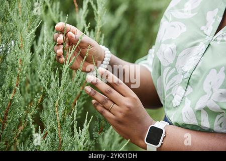 Side view closeup of female hands gently inspecting green arborvitae plants in outdoor plantation, copy space Stock Photo