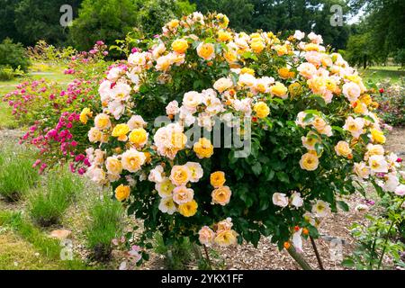 White Yellow Decorative Stem Standard Rose in Garden Stock Photo