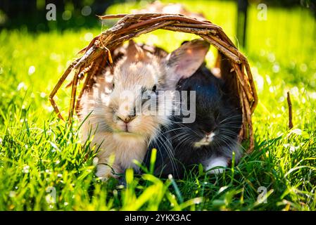 Cute little bunnies on green grass with natural bokeh as background during summer. Stock Photo