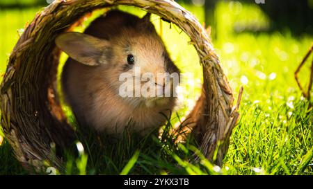 Cute little bunny on green grass with natural bokeh as background during summer. Stock Photo
