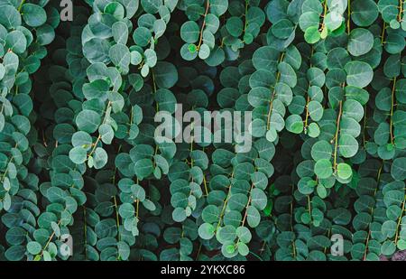 Closeup of lush green foliage with round leaves forming dense and vibrant natural background Stock Photo