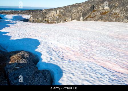 Red snow stains the pristine white landscape of Greenland, creating a striking contrast against the icy wilderness. This phenomenon, known as 'waterme Stock Photo