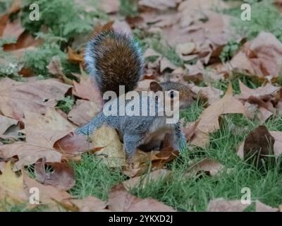Squirrel on leaves Stock Photo