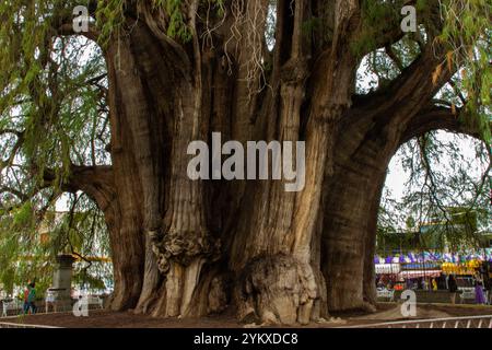 A close-up view of the massive and ancient Montezuma cypress tree, known as the Árbol del Tule, located in Santa María del Tule, Oaxaca, Mexico Stock Photo