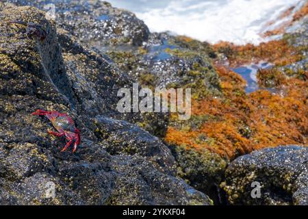 a red crab resting on a rock hit by the sea, Moorish crab or Grapsus adscensionis, typical crab of the Canary Islands, marine crustaceans, background Stock Photo
