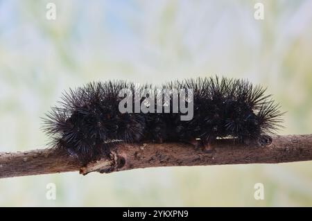 Giant Leopard Moth caterpillar Hypercompe scribonia insect Woolly Bear nature. Stock Photo