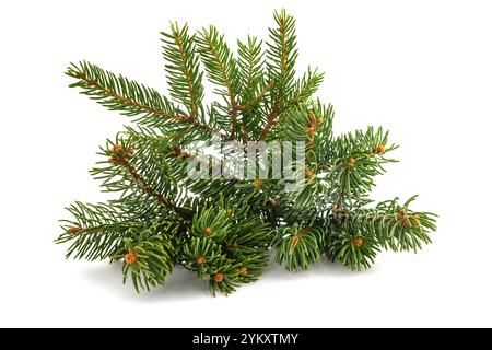 Spruce branch with little cone isolated on white Stock Photo