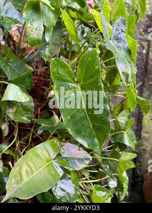 leaves after rain Stock Photo