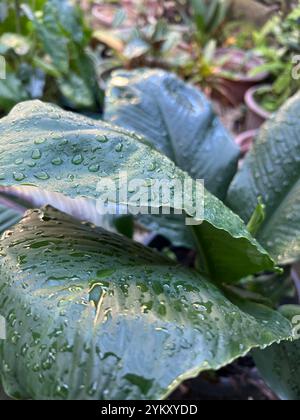 leaves after rain Stock Photo