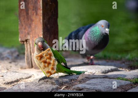 cute monk parakeet (Myiopsitta monachus) grabbed a big peace of cracker to feed, seen in Buenos Aires Stock Photo