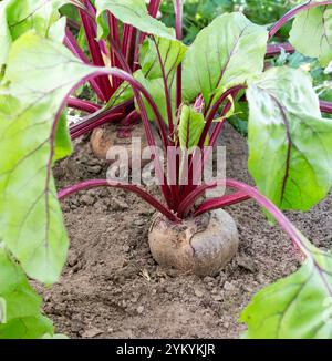 Beetroot plant. Fresh beetroot grows in the garden, close-up. Stock Photo