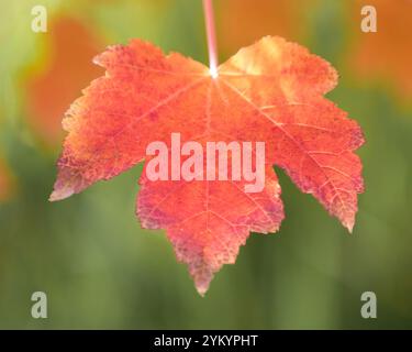 Acer rubrum 'Autumn Blaze' Red Maple Leaf Hanging Stock Photo