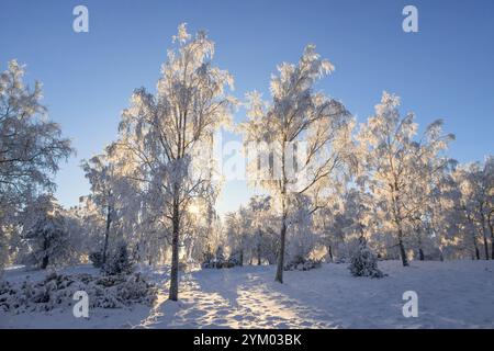 Sunshine through the treetops with hoarfrost in a wintry landscape Stock Photo