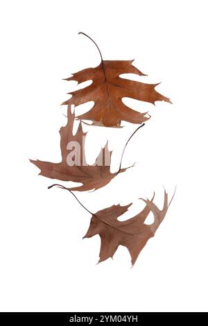 Three brown dry oak fallen leaves heap isolated on white background. Fall season. Autumn vibe. Stock Photo
