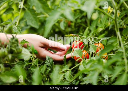 Ripe tomatoes in garden ready to harvest. The farmer hands checking tomatoes. Farmer works in a greenhouse. Harvest concept. Rural scene. Agricultural Stock Photo