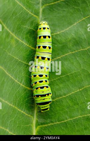 Black Swallowtail caterpillar on a green leaf Stock Photo