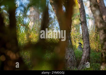 koklass pheasant or Pucrasia macrolopha habitat in grass behind tree trunk high altitude bird in natural green background at foothills himalaya manila Stock Photo