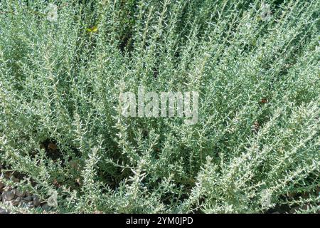 Eriocephalus africanus. Kapokbossie, Wild Rosemary. a bushy shrublet. Green plant. Stock Photo