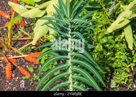 Green leaves of Euphorbia lathyris. the caper spurge, paper spurge. gopher spurge, gopher plant, mole plant. Stock Photo