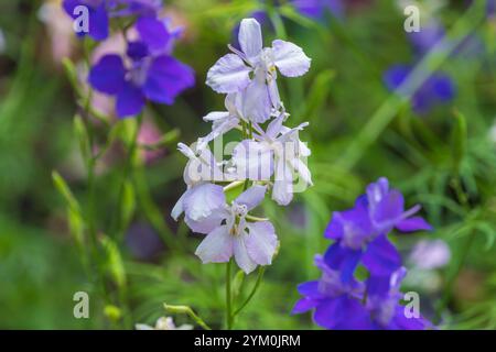 Beautiful flowers Consolida ajacis. doubtful knight's spur, rocket larkspur. an annual flowering plant. Stock Photo