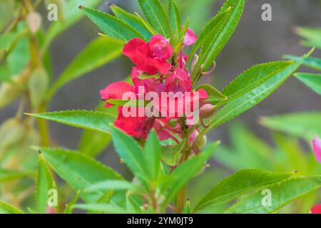 Pink flowers of Impatiens balsamina. balsam, garden balsam, rose balsam, touch-me-not, spotted snapweed. an annual plant. Stock Photo