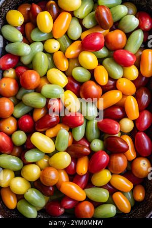 Multi coloured fresh baby and cherry tomatoes Stock Photo