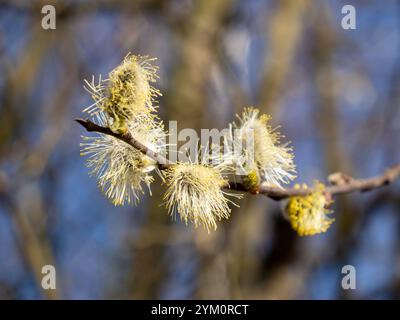 Yellow male catkins of goat willow (salix caprea) tree, blue sky and trees in background Stock Photo