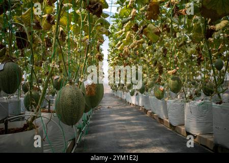 Organic Melon or cantaloupe fruits (Cucumis melo L) in the greenhouse ready to be harvested. Stock Photo