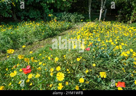 A large rural garden with path tracking through meadows of flowers into a cool dark wooded area. Stock Photo